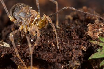 Media type: image;   Invertebrate Zoology 49771